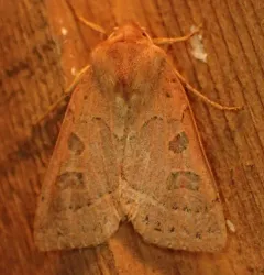 Mesogona olivata thumbnail 2
