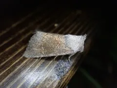 Blazing Star Borer Moth thumbnail 2