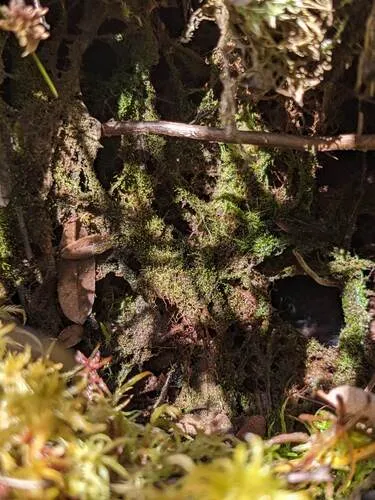 Spurred Threadwort