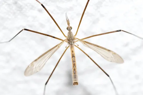 Tipula cunctans