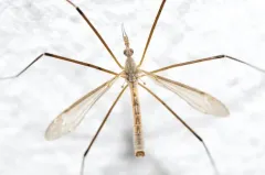 Tipula cunctans thumbnail 1