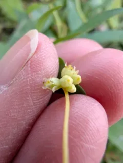Smartweed Dodder thumbnail 3
