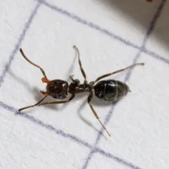 Liometopum luctuosum thumbnail 4