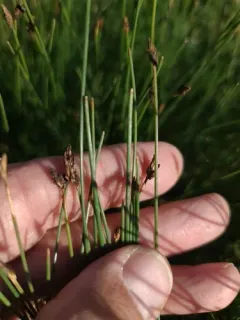 Eleocharis ergot thumbnail 2