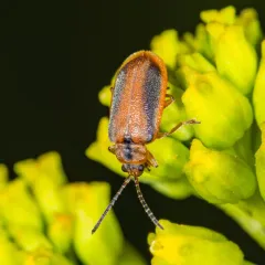 Black-margined Loosestrife Beetle thumbnail 2