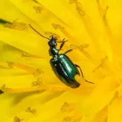 Lebia viridis thumbnail 2