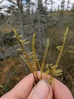 fern-leaved hook-moss thumbnail 1