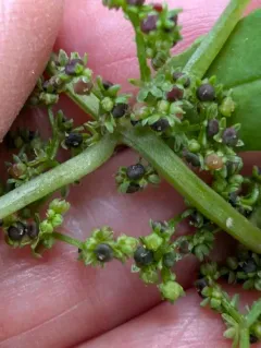 Many-seeded Goosefoot thumbnail 1