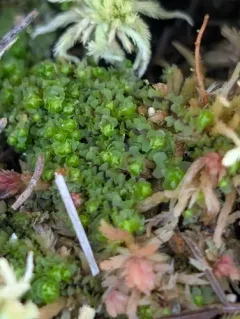 Marsh Notchwort thumbnail 3