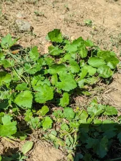 Carolina Bristlemallow thumbnail 2