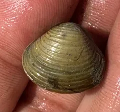 Purple-Nacre Clam thumbnail 2