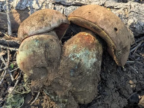 Mountain Satan's Bolete