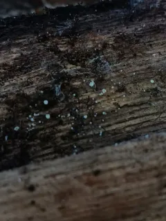 Dasyscyphella nivea thumbnail 2
