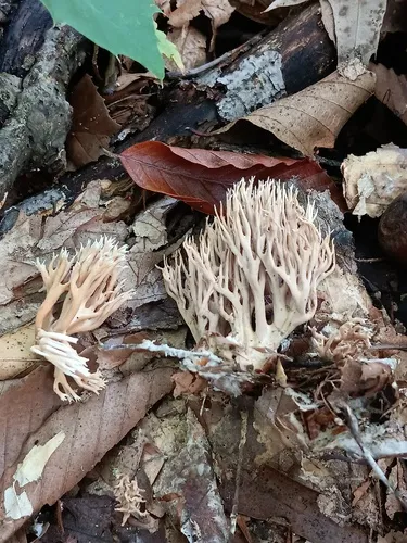 Lentaria micheneri