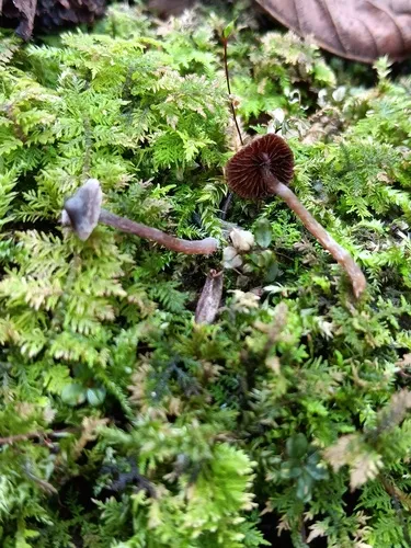 Cortinarius pulchellus