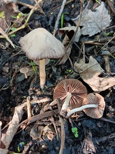 Psathyrella ephemera