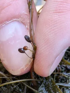 Threadfoot thumbnail 1