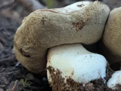 Boletus subalpinus thumbnail 1