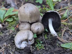 Coprinopsis romagnesiana thumbnail 2