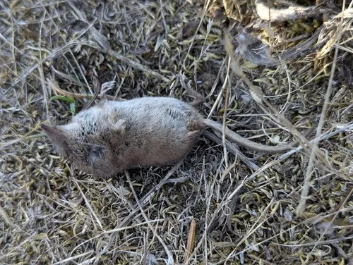 Vagrant Shrew