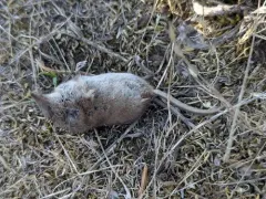 Vagrant Shrew thumbnail 1