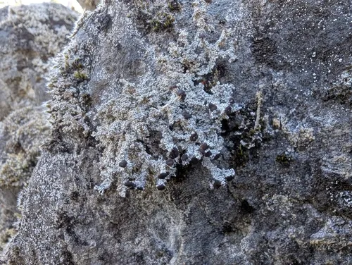 Pacific Foam Lichen