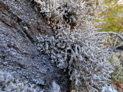 Variegated Foam Lichen