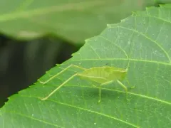 Chloroscirtus forcipatus thumbnail 4