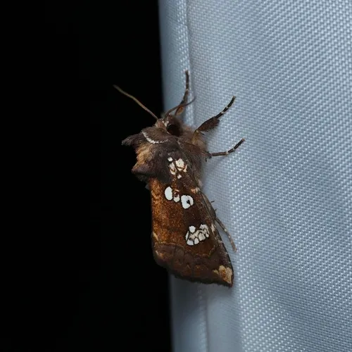 Water-hemlock Borer Moth