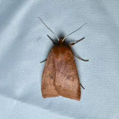 Sloping Sallow thumbnail 2