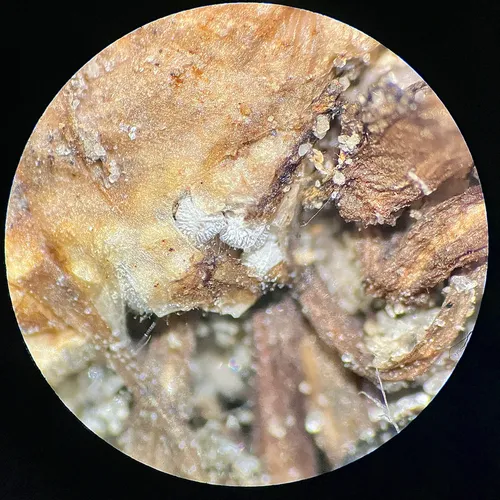 spiny-spored quillwort
