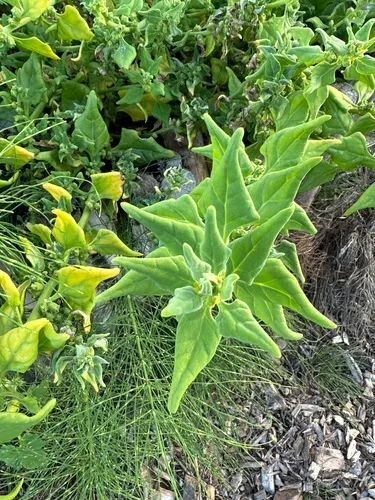 New Zealand Spinach