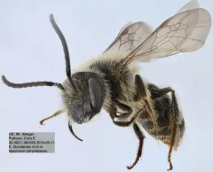 Carolina Miner Bee thumbnail 3