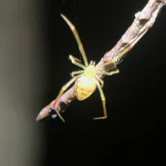 Spintharus flavidus thumbnail 2