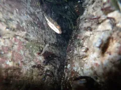 Bandtail Puffer thumbnail 4