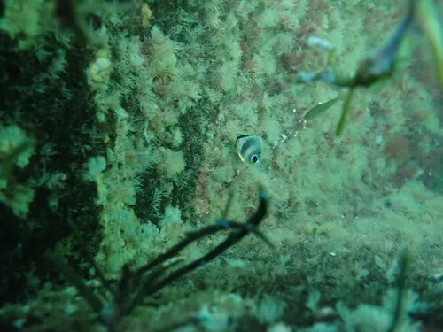 Four-eyed Butterflyfish