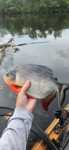 Red-bellied Pacu
