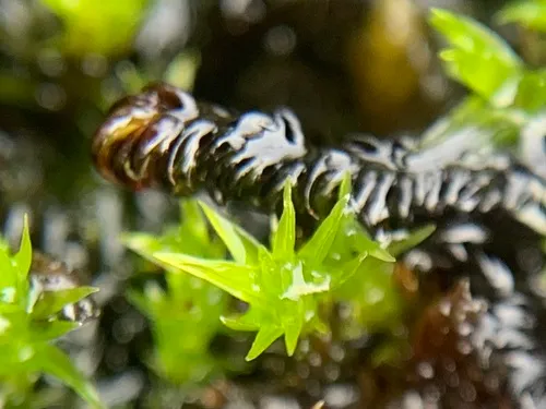 Meesia hexasticha
