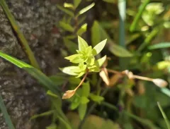 Boreal starwort thumbnail 2