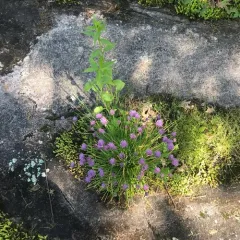 Chives thumbnail 3