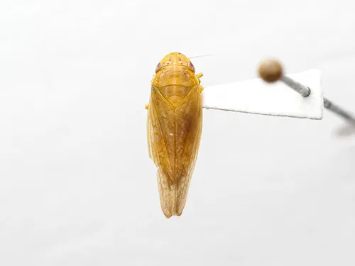 Gyponana salsa
