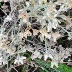 Northwestern rabbit-tobacco thumbnail 2