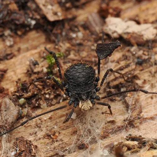 Dendrolasma mirabile