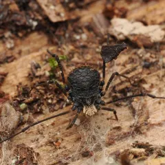 Dendrolasma mirabile thumbnail 1