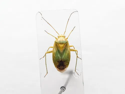 Apolygus lucorum
