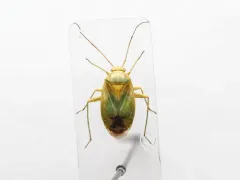 Apolygus lucorum thumbnail 1