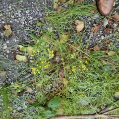 Heath Groundsel thumbnail 3