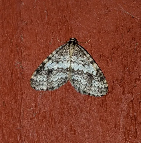 Western Bruce Spanworm