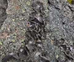 Greater Salted Rocktripe Lichen thumbnail 2