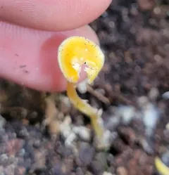 Walnut Mycena thumbnail 4